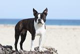 BOSTON TERRIER 283